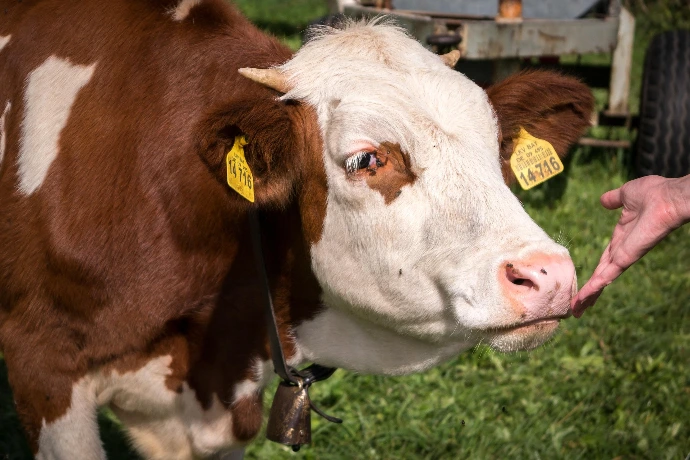Ostéopathie bovine