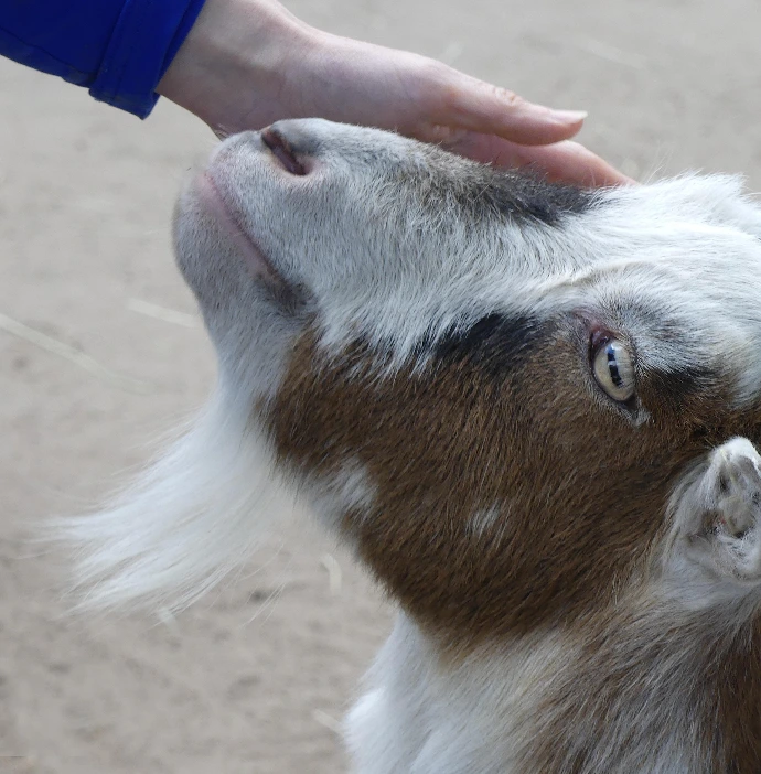 Ostéopathie chèvre